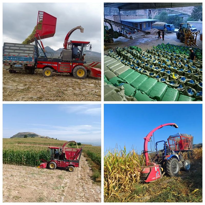 武山 青贮玉米收割忙，种养结合拓富路——现代农业技术助力生产经营增收