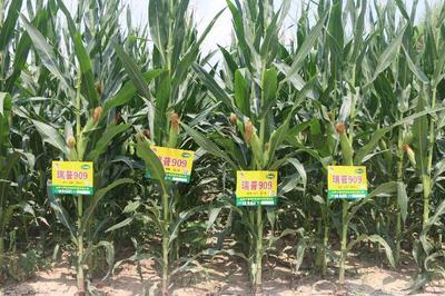 瑞普909入选2023年农业主导品种 技术创新驱动现代农业高质量发展