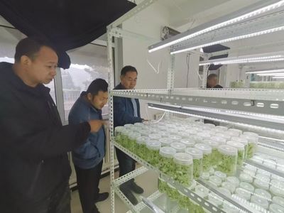 农作物种子企业运行规范 扎实展开研产与农业服务监督核查