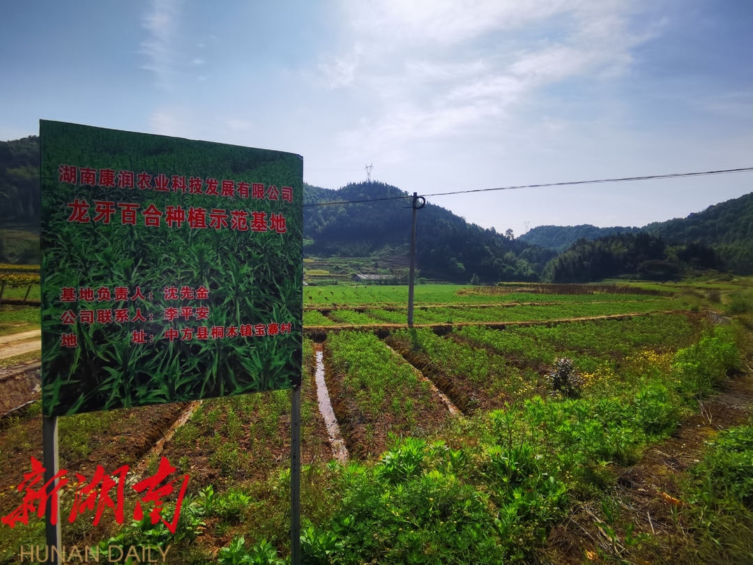 希望的田野|小百合，大产业——湖南康润农业助力中方县中药材生产产业化
