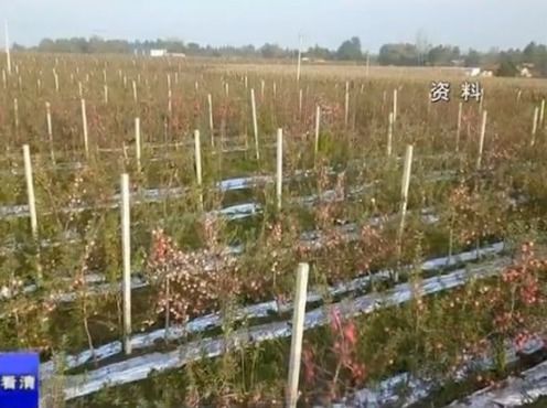 庆阳镇原 新型农业经营主体架起小农户与大市场的技术桥梁